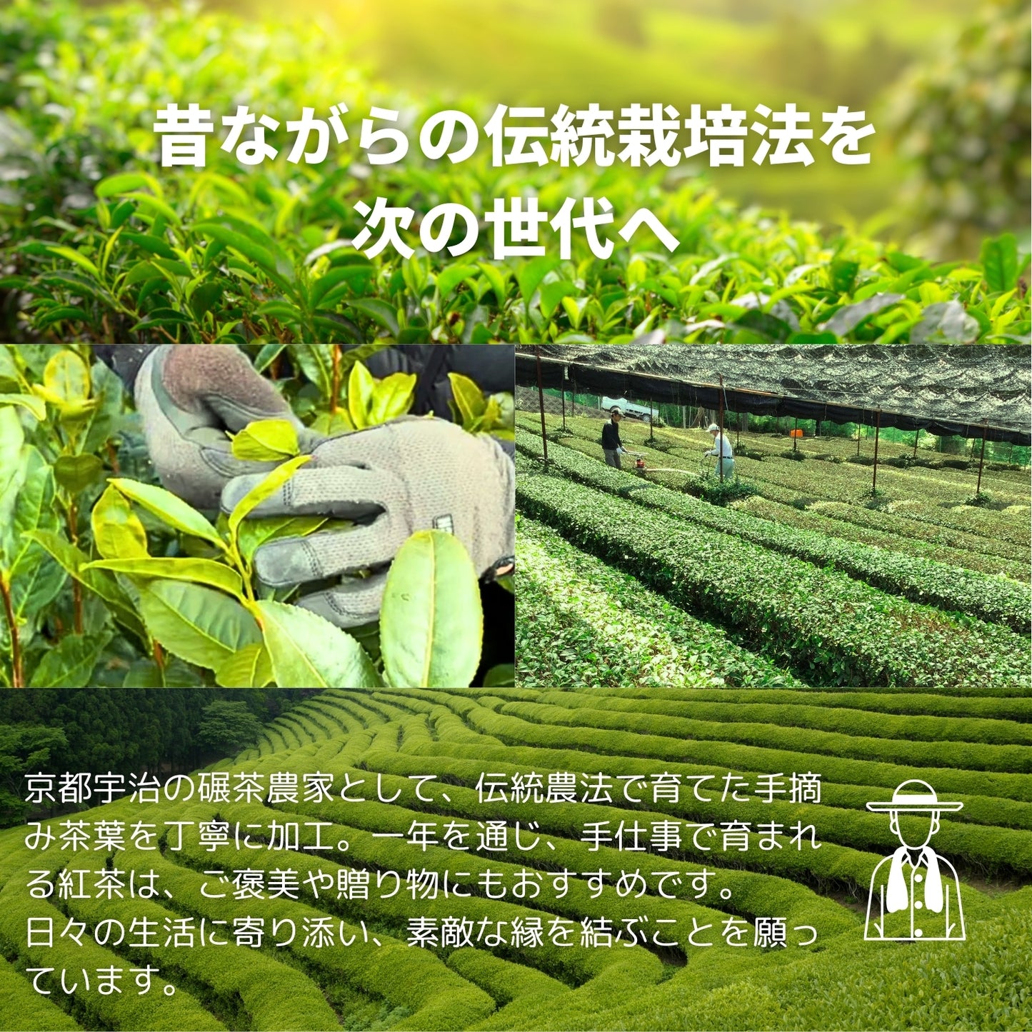 京都 宇治紅茶ブレンド【京都府】- 生産者ブレンド|ProducerBlend