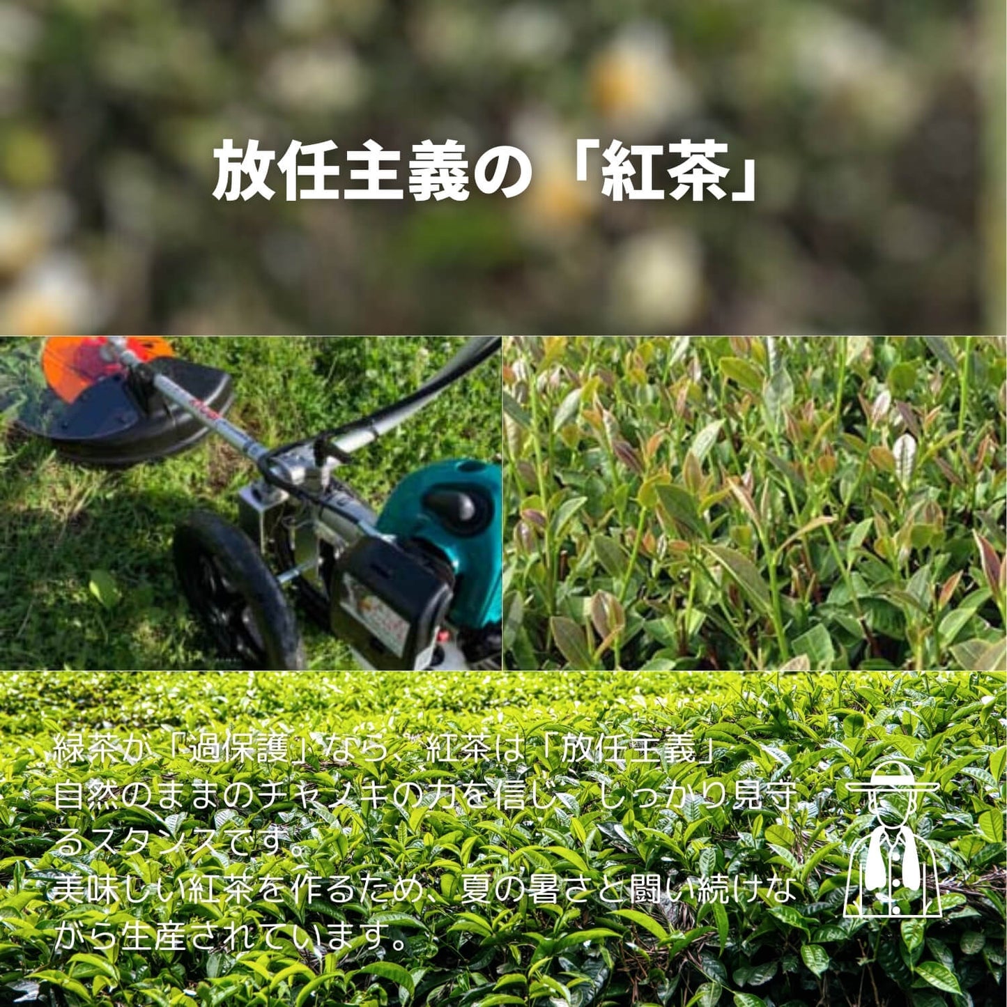 知覧紅茶 西本【鹿児島県】- 生産者ブレンド|ProducerBlend
