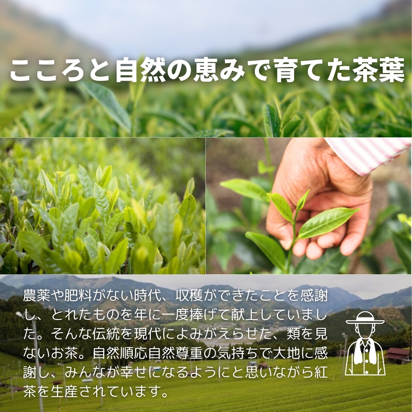 静岡紅茶 駿河【静岡県】- 生産者ブレンド|ProducerBlend