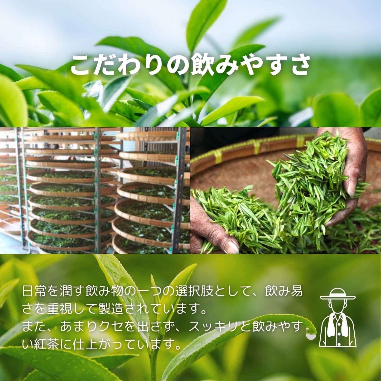 猿島紅茶 藤かおり【茨城県】- シングルオリジン|SingleOrigin