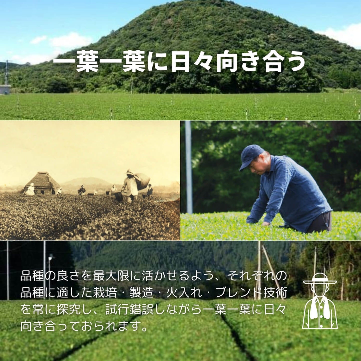 薩摩川内紅茶【鹿児島県】- 生産者ブレンド|ProducerBlend