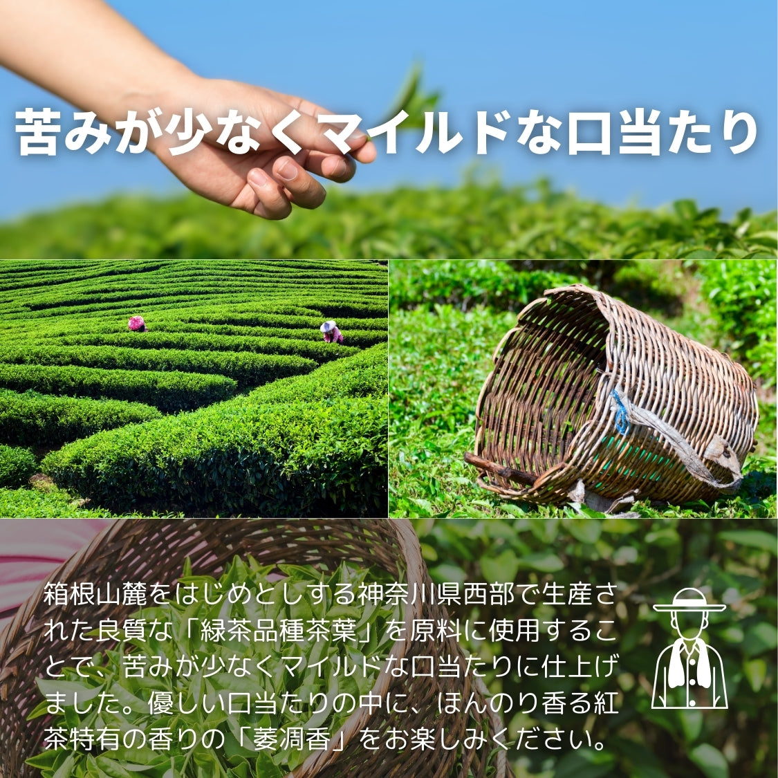 箱根山麓紅茶【神奈川県】- 生産者ブレンド|ProducerBlend