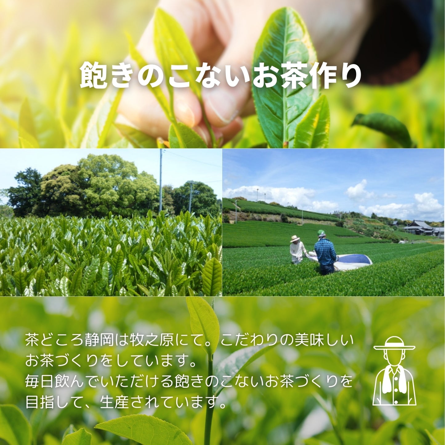 静岡紅茶 勝田【静岡県】- 生産者ブレンド|ProducerBlend