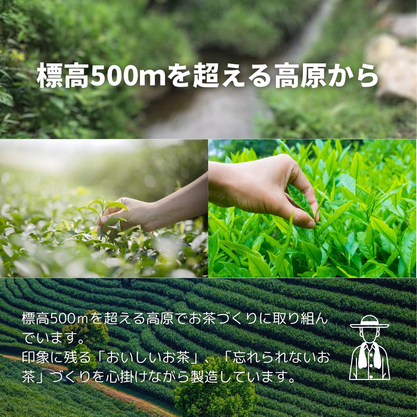 熊本高原上紅茶【熊本県】- 生産者ブレンド|ProducerBlend