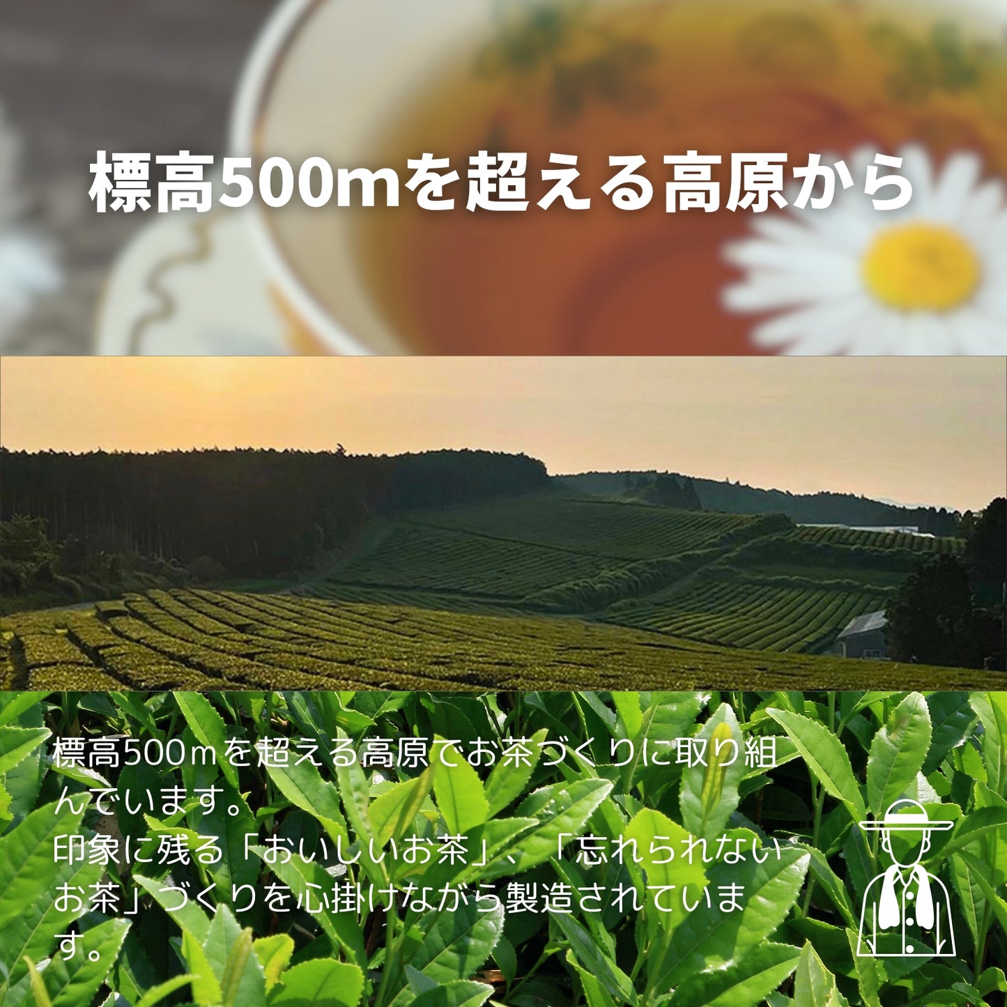 熊本高原紅茶【熊本県】- 生産者ブレンド|ProducerBlend