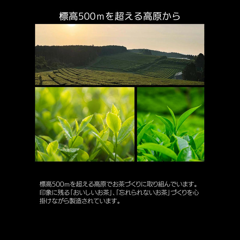 熊本高原紅茶【熊本県】