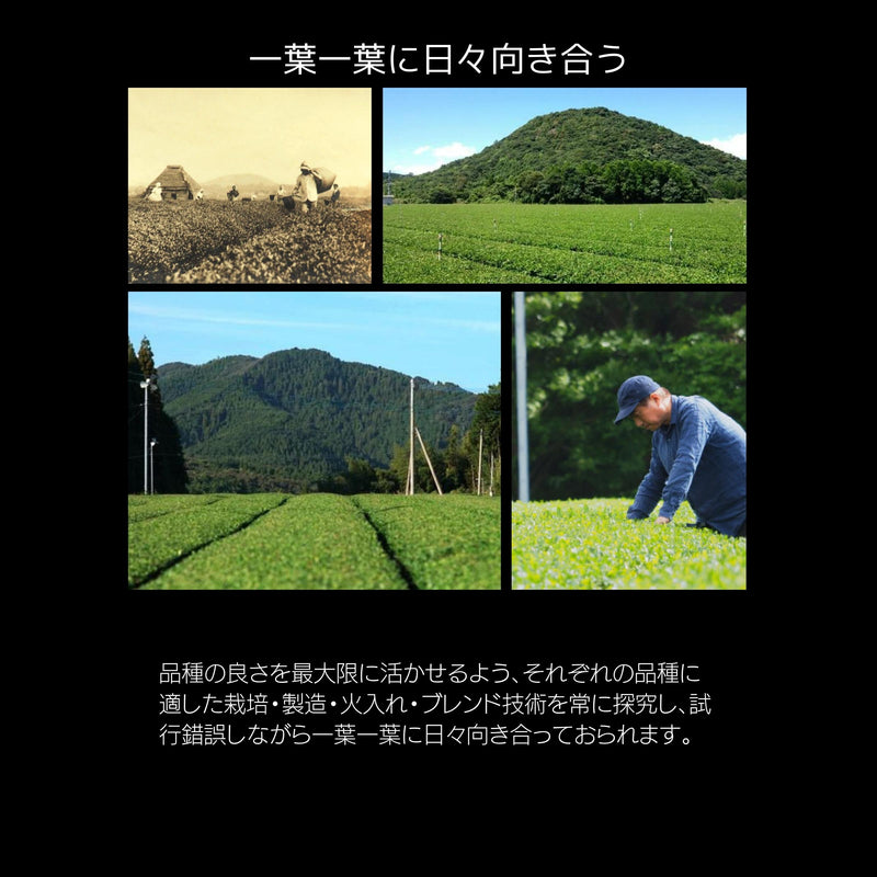 薩摩川内紅茶【鹿児島県】